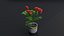Small Rose Plant