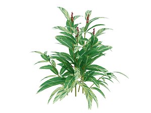 3d model plant alpinia zerumbet