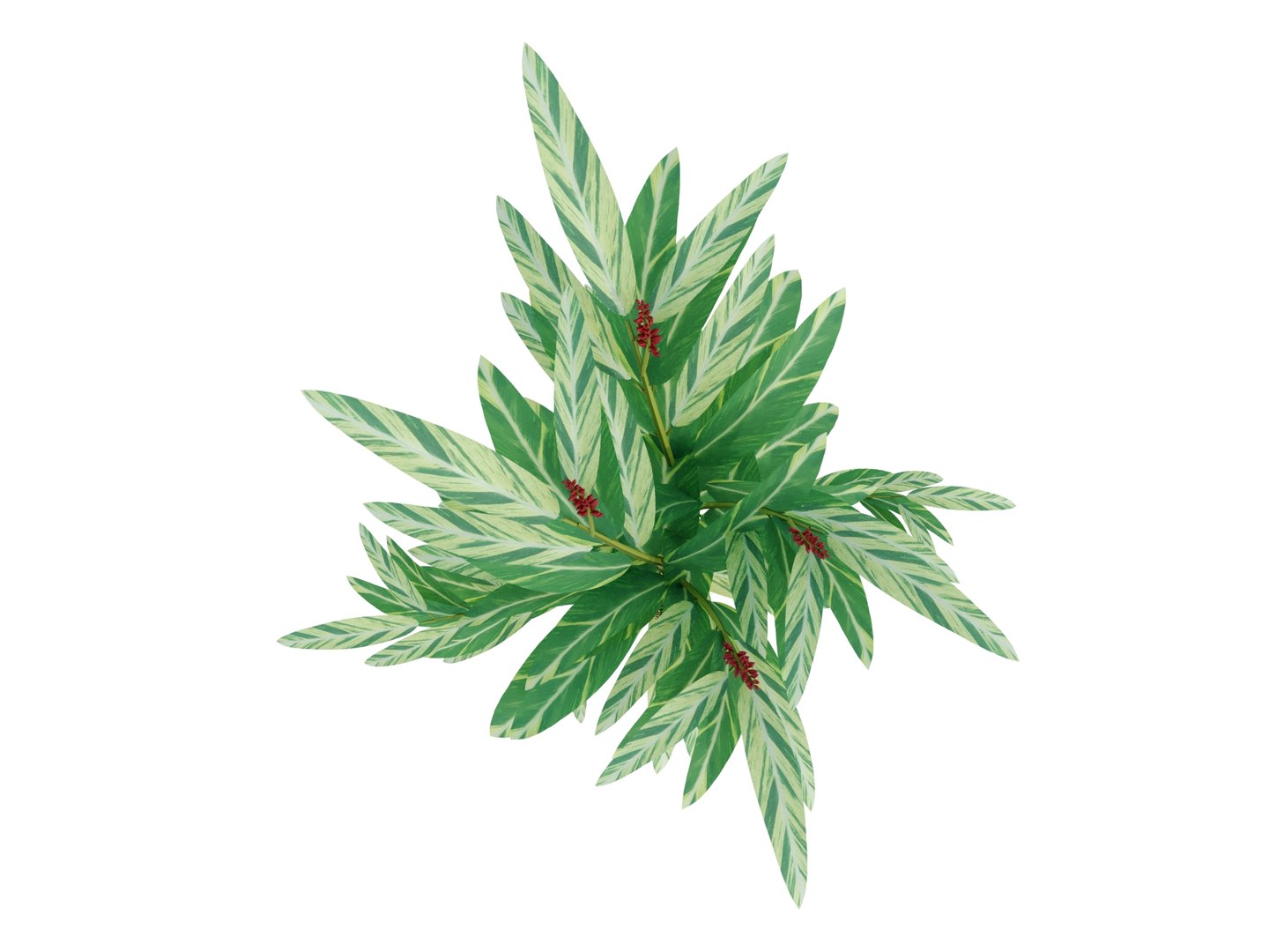 3d model plant alpinia zerumbet https://p.turbosquid.com/ts-thumb/7U/aVXWpY/2d/alpiniazerumbetrender03/jpg/1700571025/1920x1080/fit_q87/f0803c4cf60e75777d500b77d1947d95f547b47c/alpiniazerumbetrender03.jpg