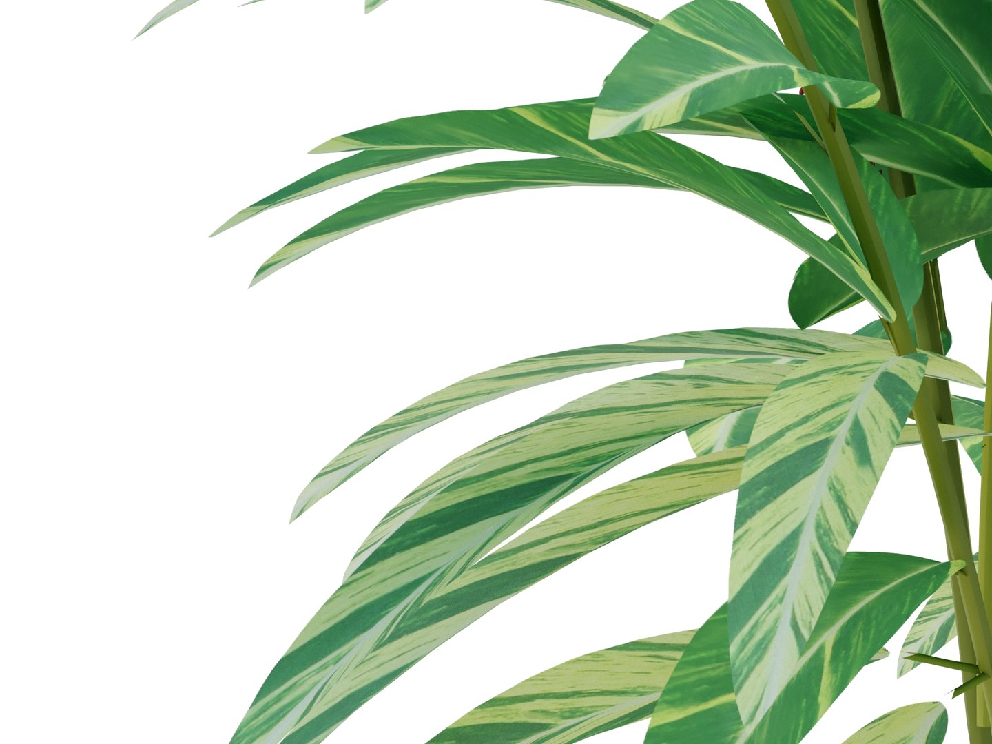 3d model plant alpinia zerumbet https://p.turbosquid.com/ts-thumb/7U/aVXWpY/Jx/alpiniazerumbetrender04/jpg/1700571026/1920x1080/fit_q87/806550c0dd1a855efadf9983217c3a4c9a7502cb/alpiniazerumbetrender04.jpg