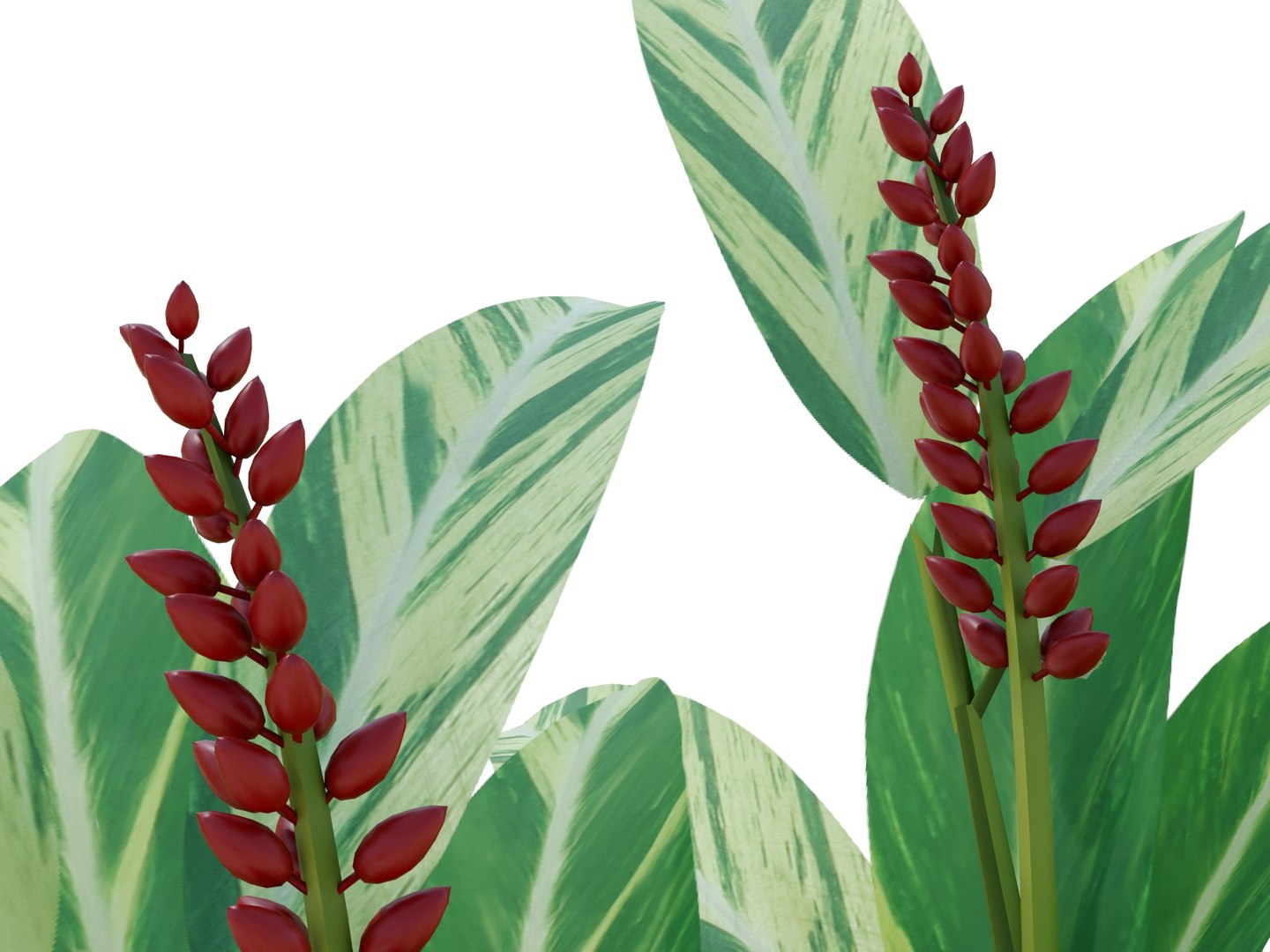 3d model plant alpinia zerumbet https://p.turbosquid.com/ts-thumb/7U/aVXWpY/Yx/alpiniazerumbetrender05/jpg/1700571027/1920x1080/fit_q87/82ca8db4ae08eb56c789e40f52f94676d4705c0c/alpiniazerumbetrender05.jpg