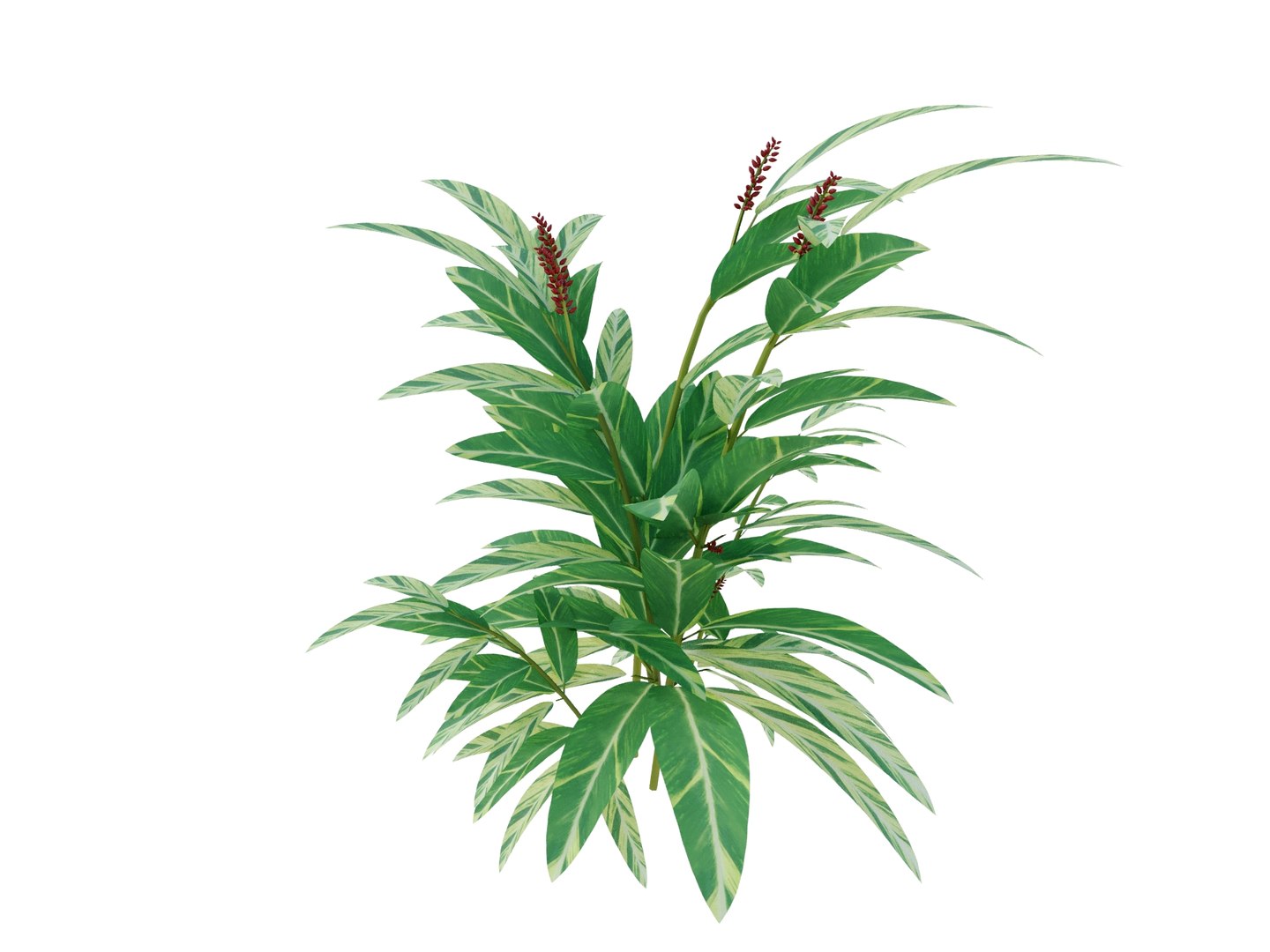 3d model plant alpinia zerumbet https://p.turbosquid.com/ts-thumb/7U/aVXWpY/dJ/alpiniazerumbetrender02/jpg/1700571024/1920x1080/fit_q87/4fda5ce1adc7895e2fdf8634ee7d8fe0388e3717/alpiniazerumbetrender02.jpg