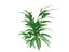 ALPINIA ZERUMBET