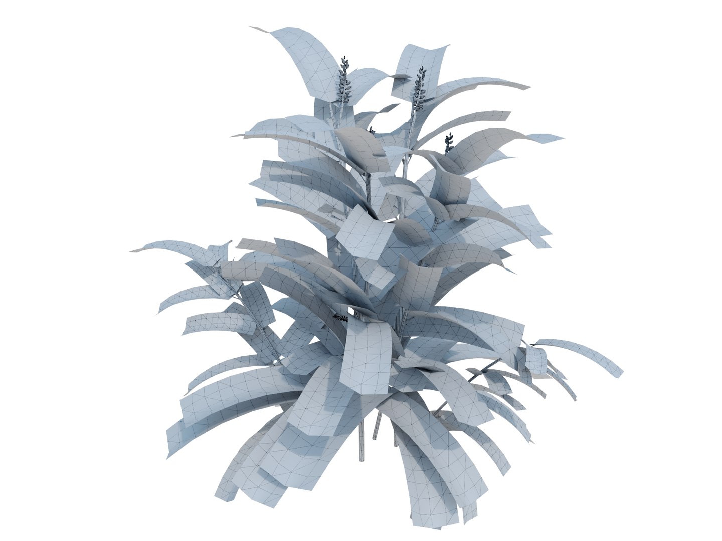 3d model plant alpinia zerumbet https://p.turbosquid.com/ts-thumb/7U/aVXWpY/dN/alpiniazerumbetrender01wire/jpg/1700571023/1920x1080/fit_q87/5e7712a5324982221eff3f1f431be85ace521f45/alpiniazerumbetrender01wire.jpg
