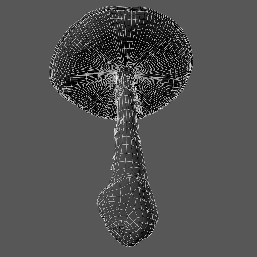 big amanita mushroom 3d c4d https://p.turbosquid.com/ts-thumb/7U/dL69kn/jVo1VwTw/amanita_mashroom_outline_0002/jpg/1466502455/1920x1080/fit_q87/ec20170c2f10f76950d6251d9881c5170e5038bf/amanita_mashroom_outline_0002.jpg