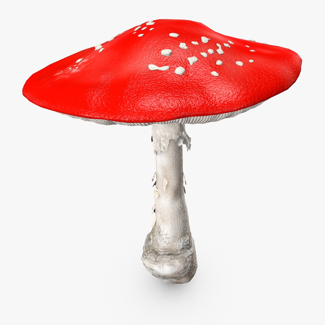big amanita mushroom 3d c4d https://p.turbosquid.com/ts-thumb/7U/dL69kn/siD5YbqT/amanita_mashroom_0005/jpg/1466500647/1920x1080/fit_q87/0211213365547480aeed4ab873414312fabdbaed/amanita_mashroom_0005.jpg