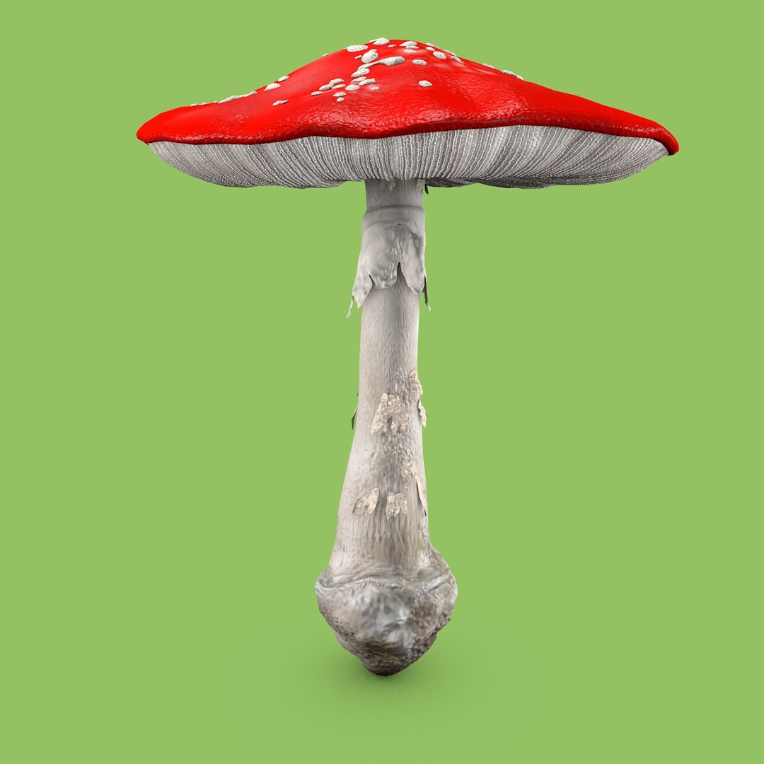 Mushroom Set 3D model https://p.turbosquid.com/ts-thumb/7U/dL69kn/yZnpR5mL/amanita_mashroom_color/jpg/1661389366/1920x1080/fit_q87/a366890b322daca4ce29a2465cf7c6c3a0798728/amanita_mashroom_color.jpg