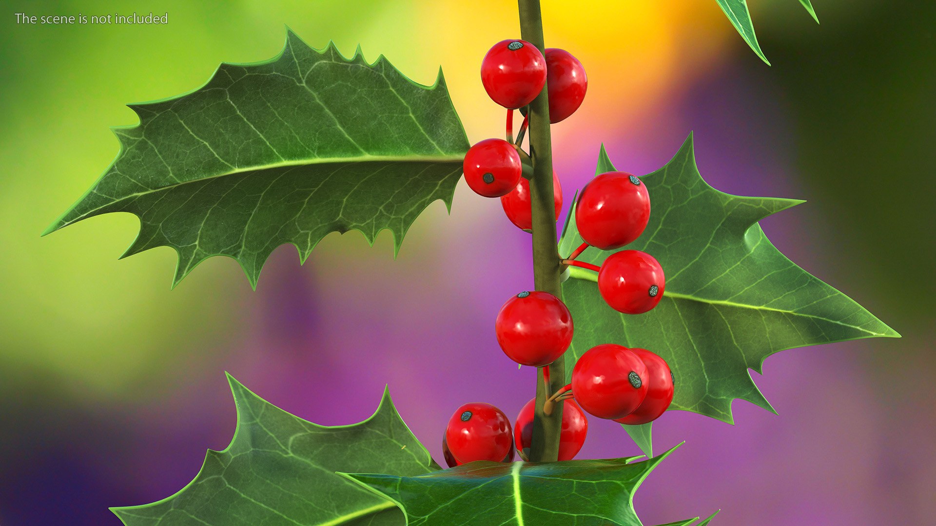Mistletoe Sprig Holly 3D model https://p.turbosquid.com/ts-thumb/7U/jXLc3b/0A/mistletoesprighollymb3dmodel006/jpg/1684965143/1920x1080/fit_q87/95a412857626c2936ba3a0120d75849dffa4792c/mistletoesprighollymb3dmodel006.jpg