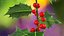 Mistletoe Sprig Holly
