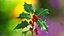 Mistletoe Sprig Holly