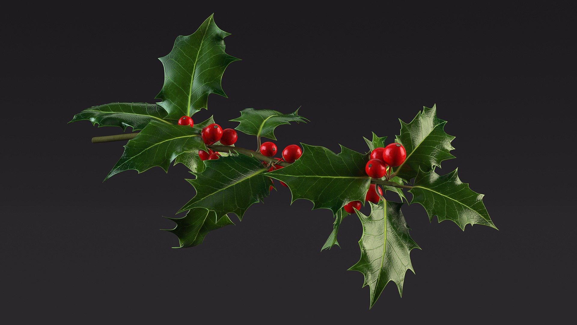 Mistletoe Sprig Holly 3D model https://p.turbosquid.com/ts-thumb/7U/jXLc3b/9y/mistletoesprighollymb3dmodel008/jpg/1684965150/1920x1080/fit_q87/8effcf676d949218ac445e91fa1efc11128f487c/mistletoesprighollymb3dmodel008.jpg