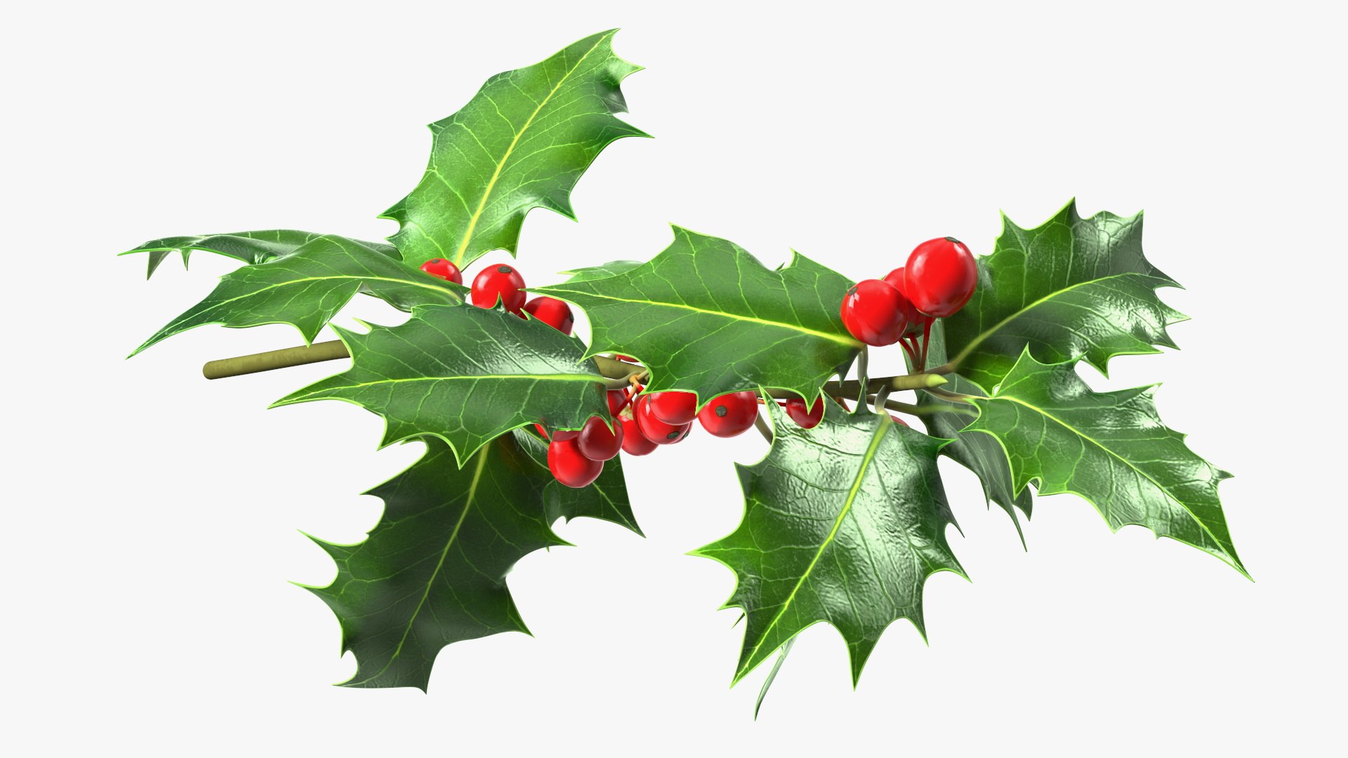 Mistletoe Sprig Holly 3D model https://p.turbosquid.com/ts-thumb/7U/jXLc3b/EO/mistletoesprighollymb3dmodel011/jpg/1684965162/1920x1080/fit_q87/10d775c428b5dae9198da713b25ecc574ff066fa/mistletoesprighollymb3dmodel011.jpg