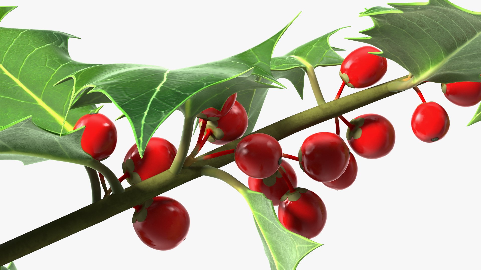 Mistletoe Sprig Holly 3D model https://p.turbosquid.com/ts-thumb/7U/jXLc3b/GC/mistletoesprighollymb3dmodel014/jpg/1684965173/1920x1080/fit_q87/fcb5976c1b0e964f127af8011a32f36ca167487a/mistletoesprighollymb3dmodel014.jpg