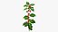 Mistletoe Sprig Holly