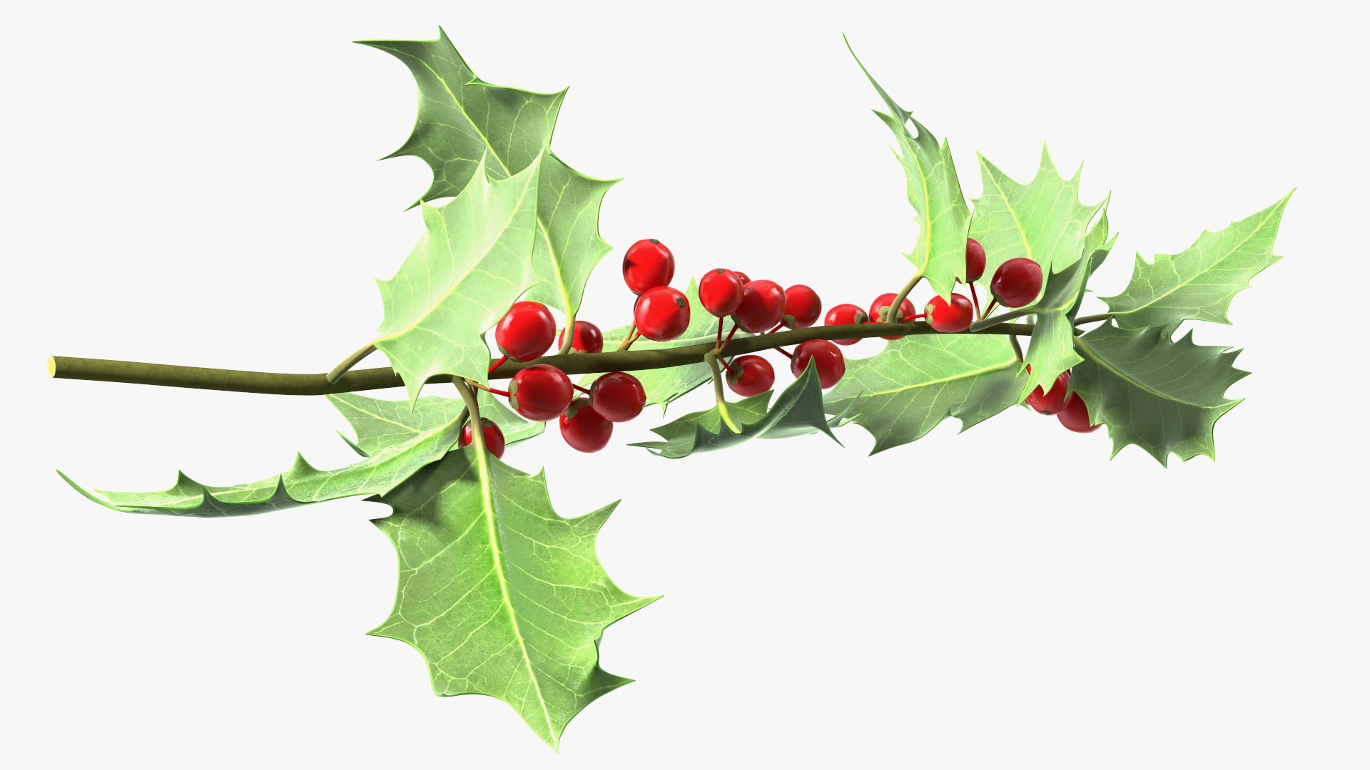 Mistletoe Sprig Holly 3D model https://p.turbosquid.com/ts-thumb/7U/jXLc3b/Qx/mistletoesprighollymb3dmodel012/jpg/1684965166/1920x1080/fit_q87/85125e41a7d1d86a7b6eed591ca368cf8b11d4c8/mistletoesprighollymb3dmodel012.jpg