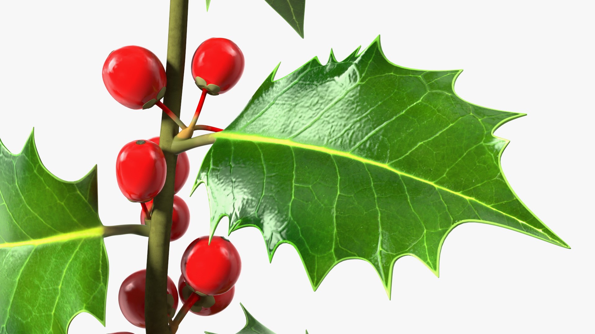 Mistletoe Sprig Holly 3D model https://p.turbosquid.com/ts-thumb/7U/jXLc3b/TB/mistletoesprighollymb3dmodel013/jpg/1684965169/1920x1080/fit_q87/d3a3df644845b525de325bd1454e6e4cb4c60dea/mistletoesprighollymb3dmodel013.jpg