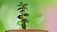 Mistletoe Sprig Holly