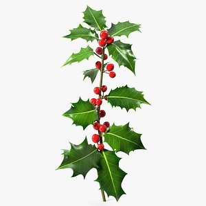 Mistletoe Sprig Holly