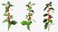 Mistletoe Sprig Holly