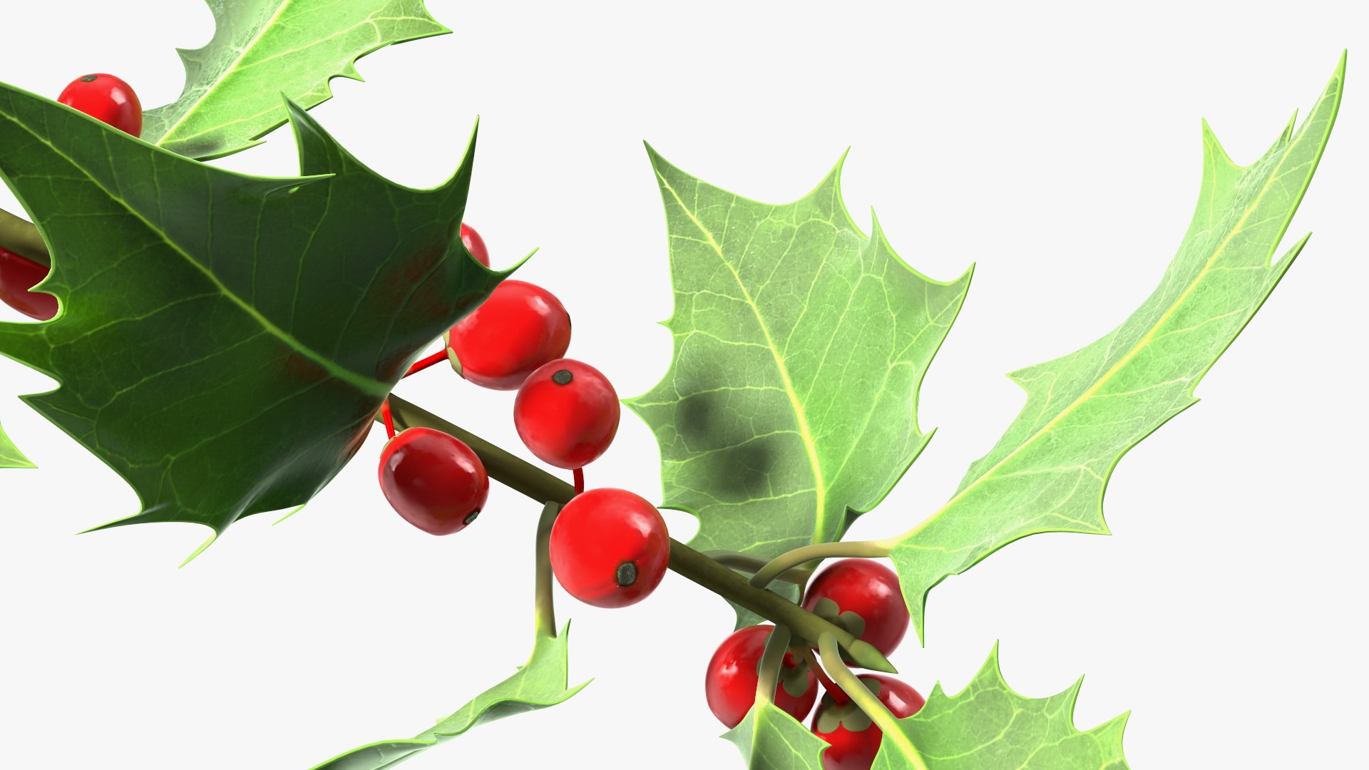 Mistletoe Sprig Holly 3D model https://p.turbosquid.com/ts-thumb/7U/jXLc3b/wh/mistletoesprighollymb3dmodel015/jpg/1684965177/1920x1080/fit_q87/c8ee217968be0d1f47aa709cf3ea6af1686c998e/mistletoesprighollymb3dmodel015.jpg