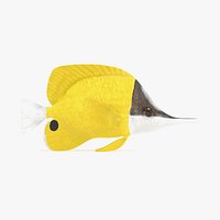 Longnose Butterflyfish