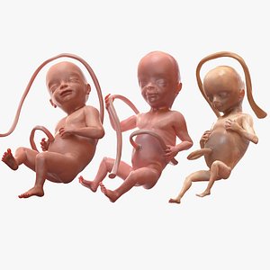 Second Trimester Human Embryos Rigged Collection for Cinema 4D 3D model