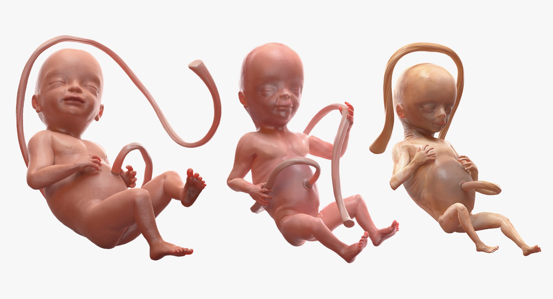 Second Trimester Human Embryos Rigged Collection for Cinema 4D 3D model preview