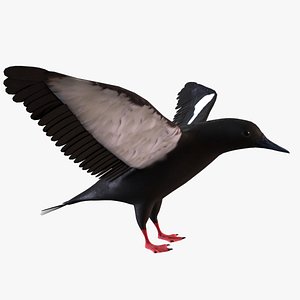 3D Black Guillemot
