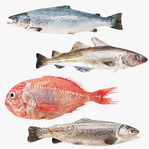 3D model Fish Collection 4 in 1 - Cold Water Fishes