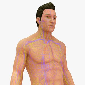 3D Natural body with Arteries Veins and nerves