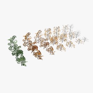 Birch Shrubs Pack 3D model