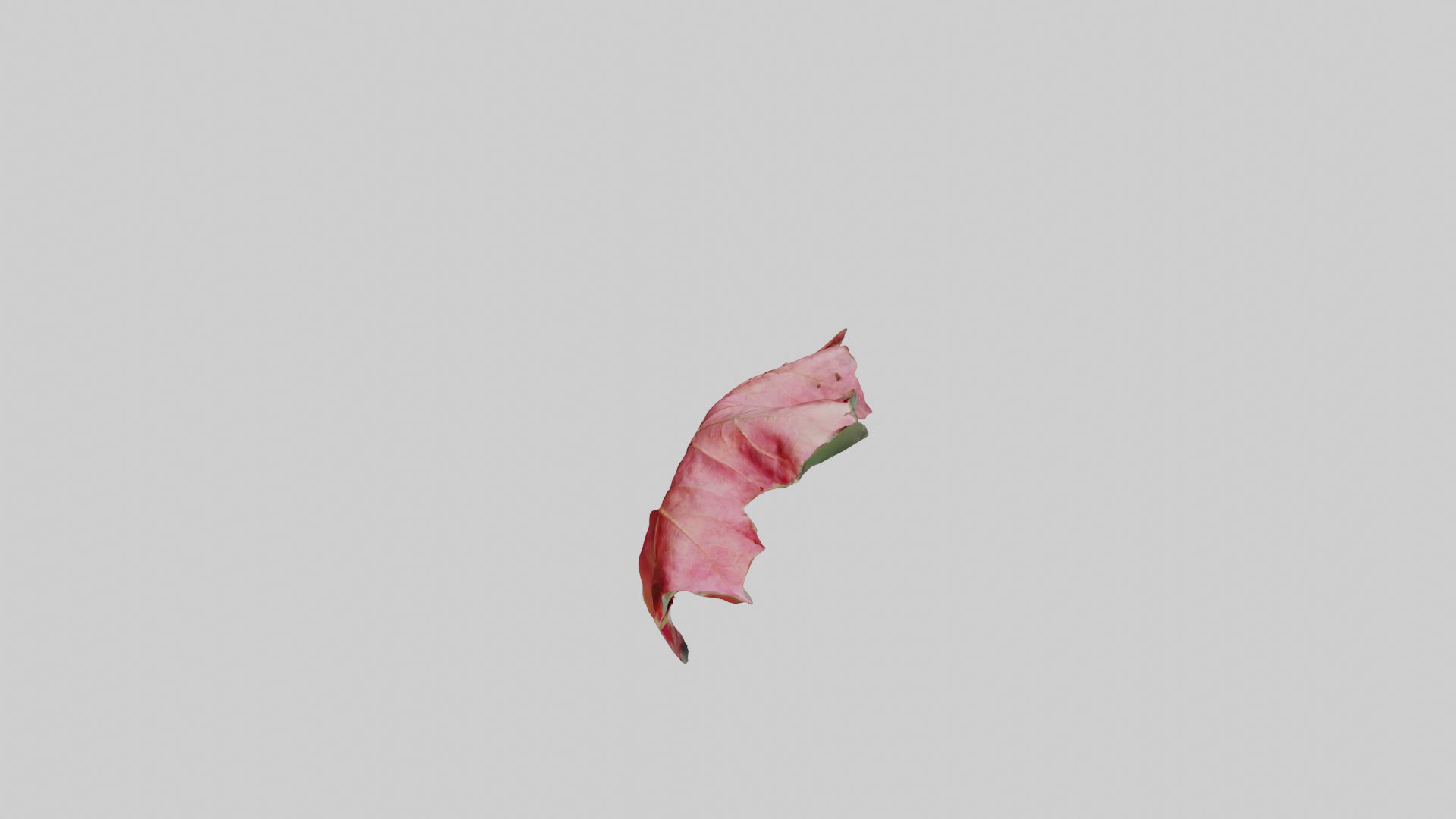 Red Leaf 3D model https://p.turbosquid.com/ts-thumb/7V/Jz3Ngh/NK/redleaf_2/png/1669890824/1920x1080/fit_q87/4479e18864a01aebb2750d531bc3a51ed9cb188f/redleaf_2.jpg