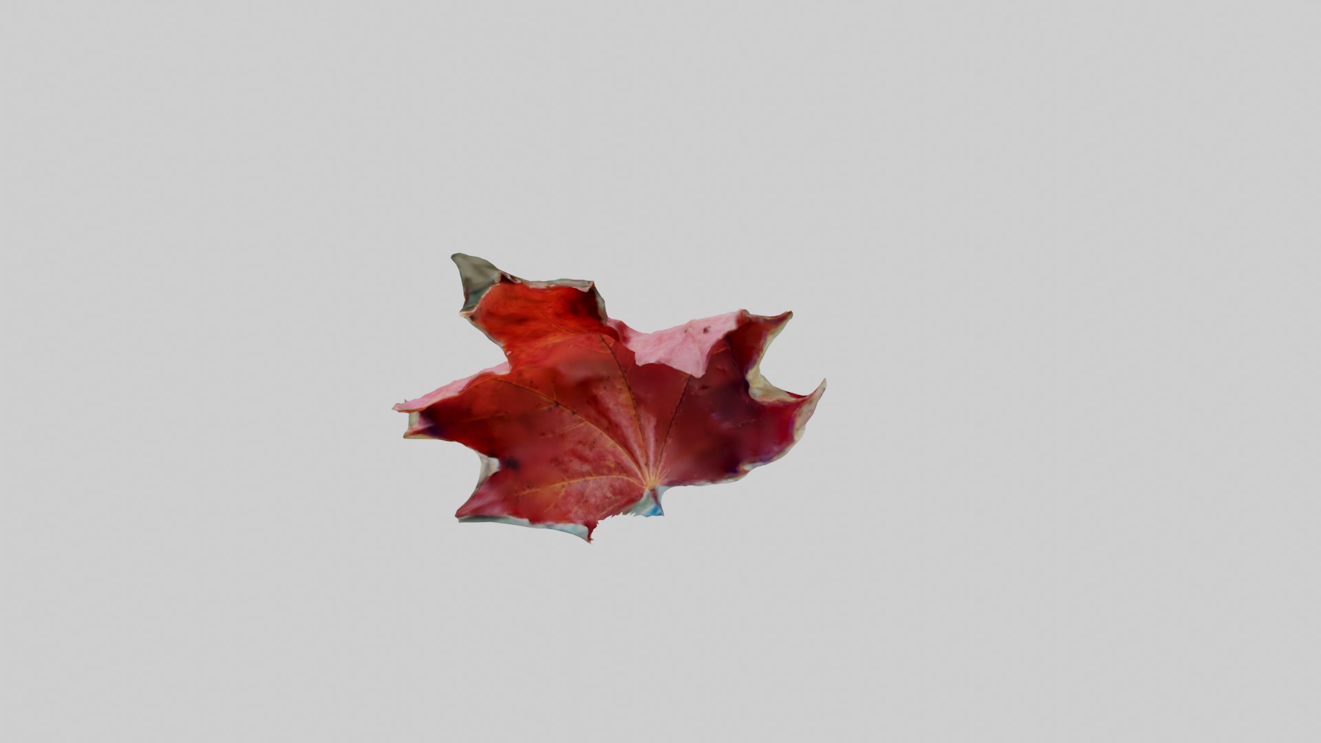 Red Leaf 3D model https://p.turbosquid.com/ts-thumb/7V/Jz3Ngh/fx/redleaf_4/png/1669890825/1920x1080/fit_q87/abebbc46bbc7d64086764e60287bf673aa2a5383/redleaf_4.jpg