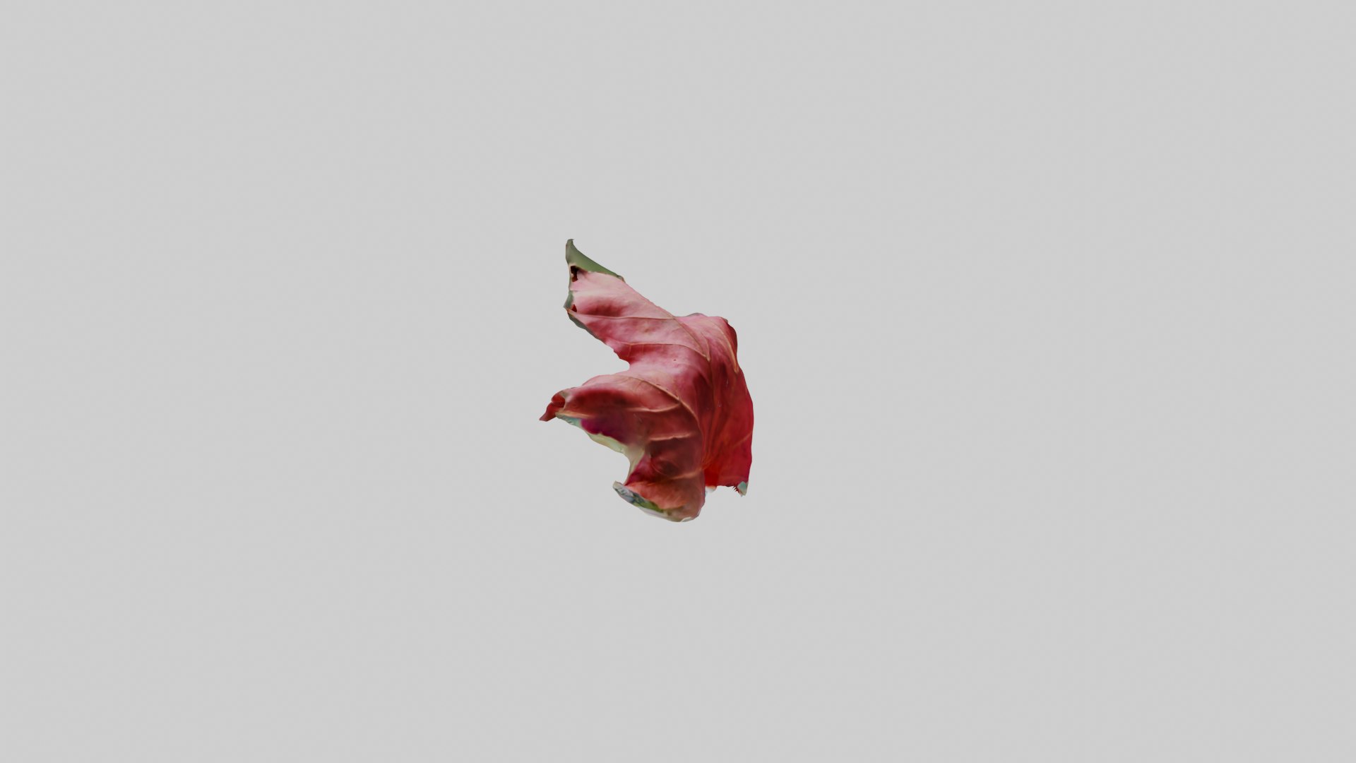 Red Leaf 3D model https://p.turbosquid.com/ts-thumb/7V/Jz3Ngh/y7/redleaf_1/png/1669890824/1920x1080/fit_q87/2cc9343faaa70adcbff104563c06690dd43977d0/redleaf_1.jpg