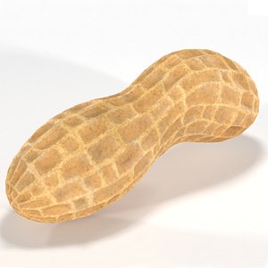 3D peanut food nuts model