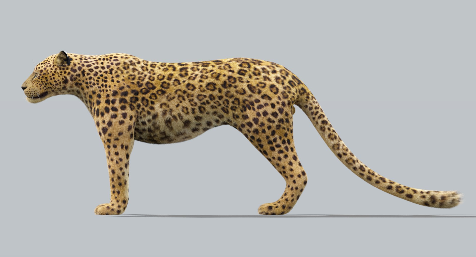 3d Leopard Fur Model Turbosquid 1226052