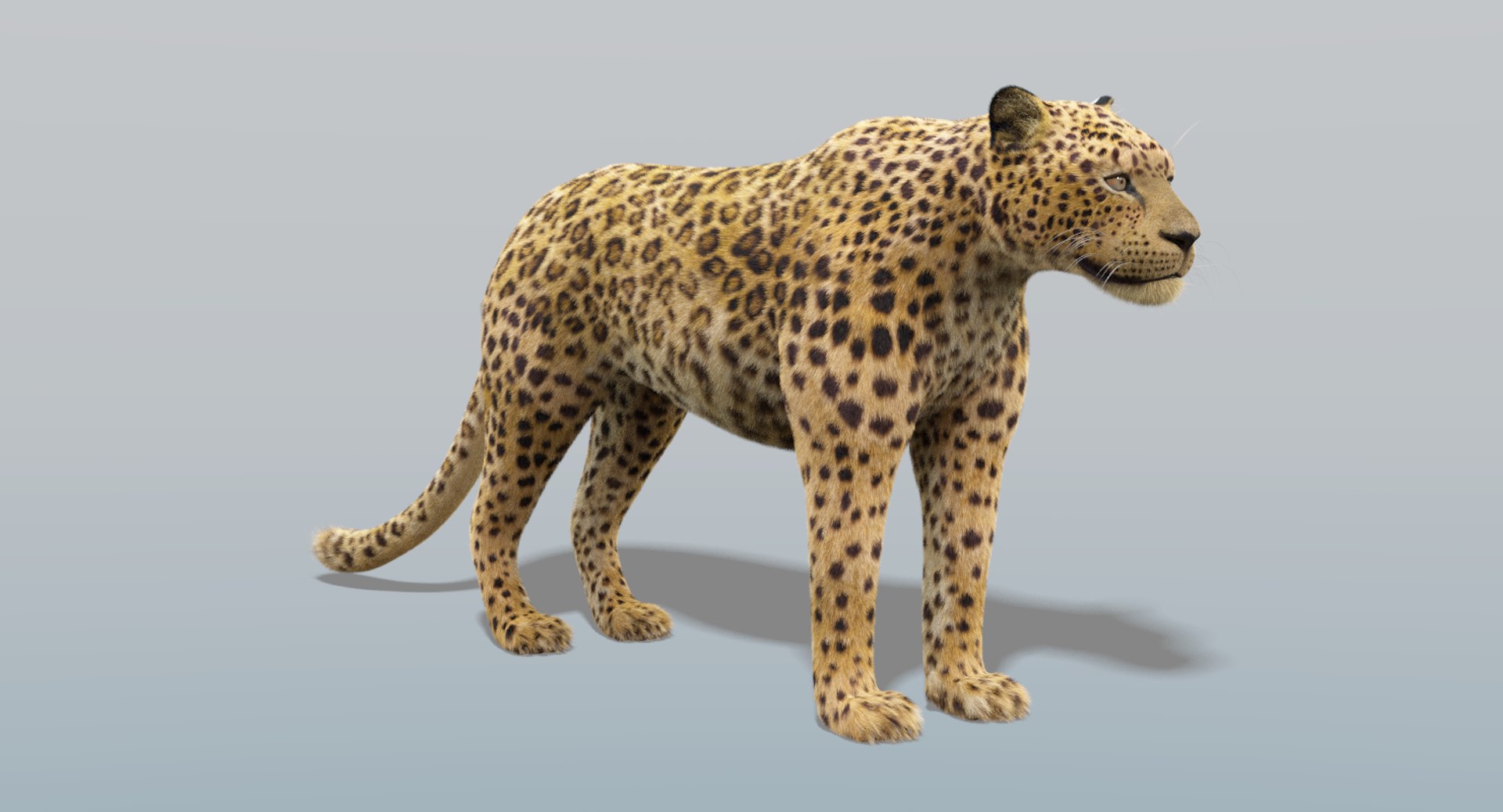 3D Leopard Fur Model - TurboSquid 1226052