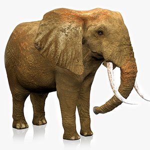 African Elephant RIGGED L2360 model