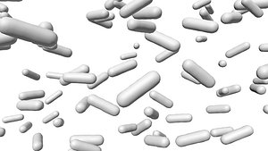 Bacillus Escherichia coli Bacillus subtilis model