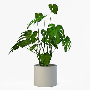 3d plant monestra