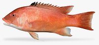 California Sheephead
