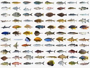 Fish Collection 02
