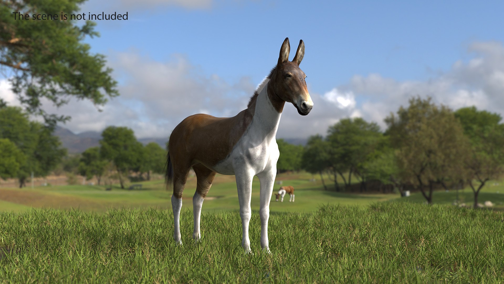 Mule Fur Model - TurboSquid 2280741