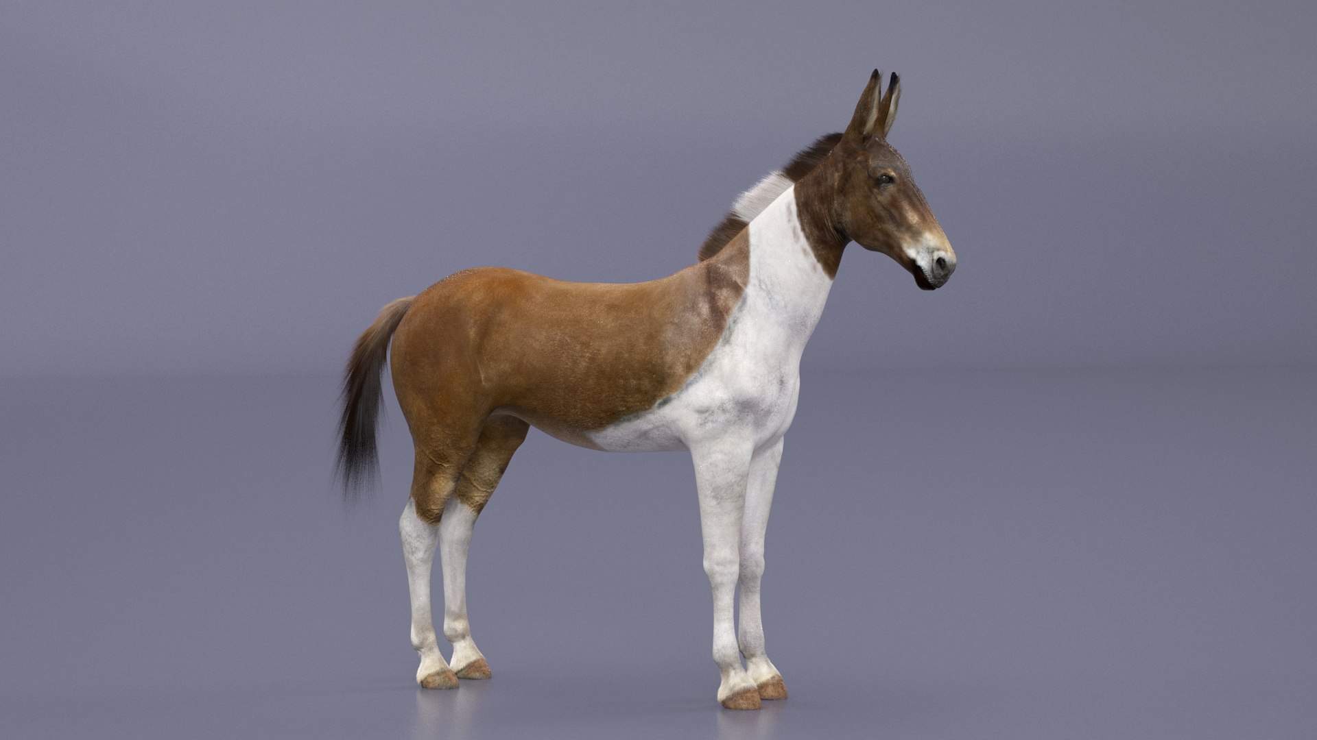 Mule Fur Model - TurboSquid 2280741