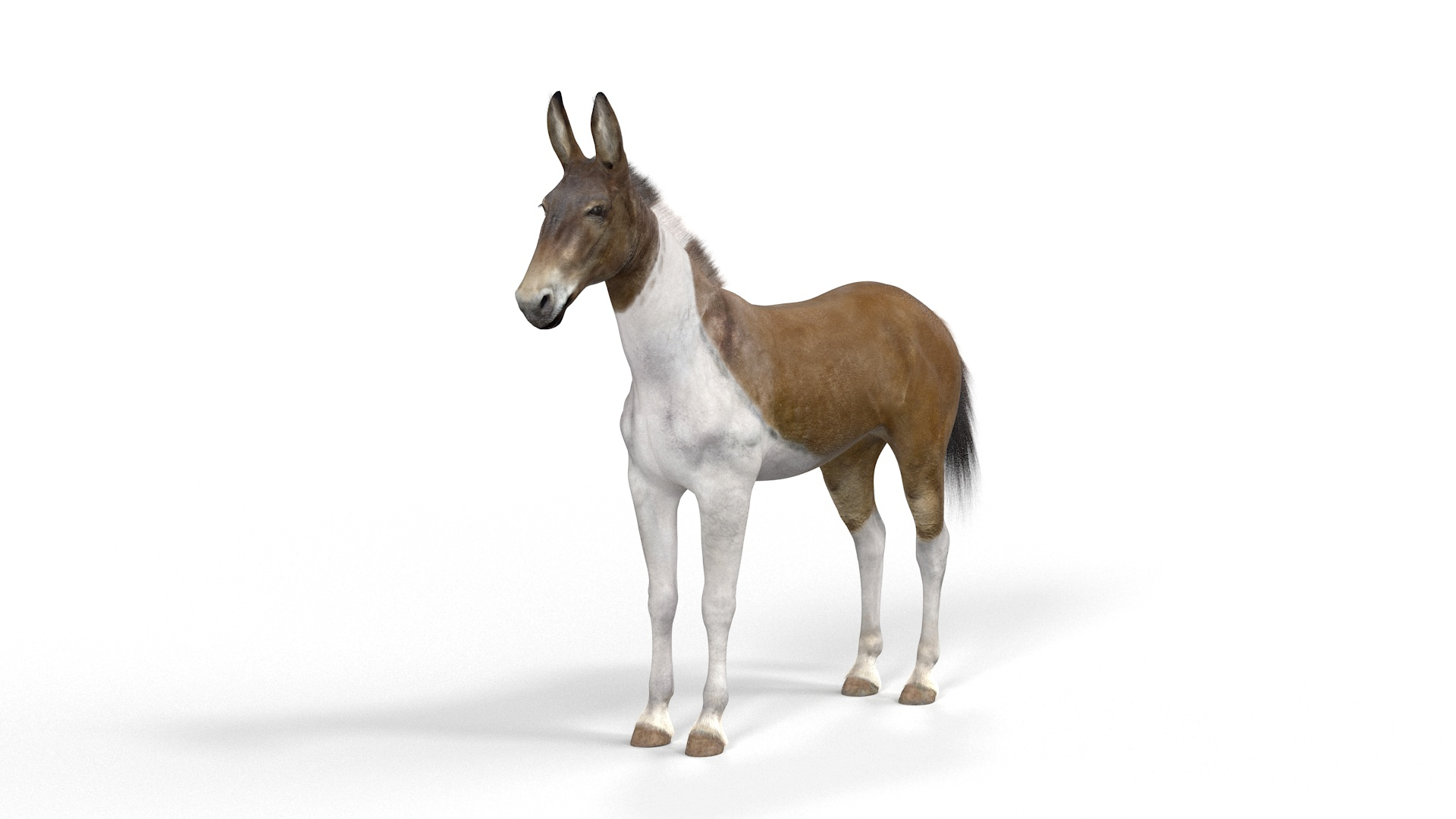 Mule Fur Model - TurboSquid 2280741