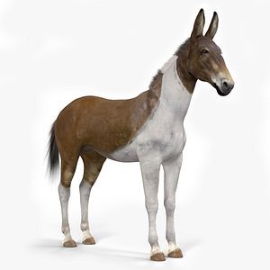 Mule Fur model