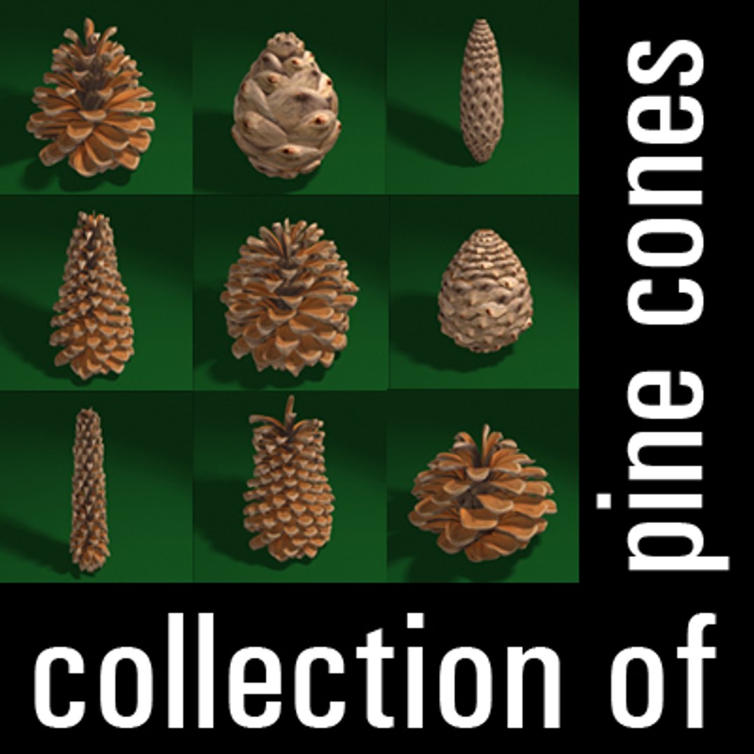 types of pine cones