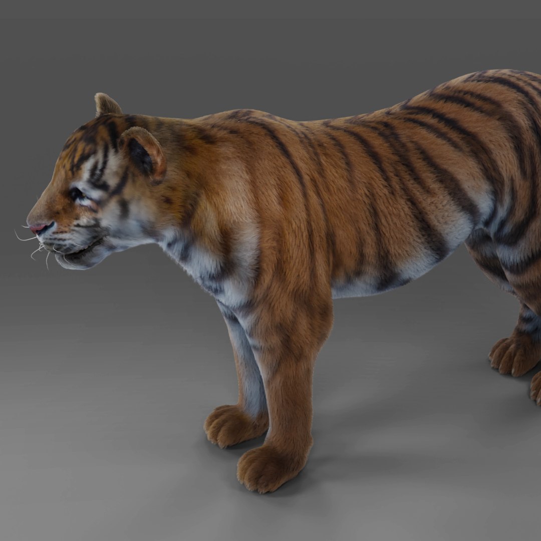 Fur Tiger NO Rigged In Blender Model TurboSquid 2093939
