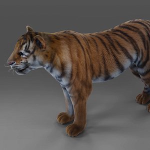 Fur Tiger NO Rigged in Blender model