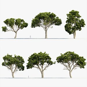 3D Pinus halepensis Aleppo pine